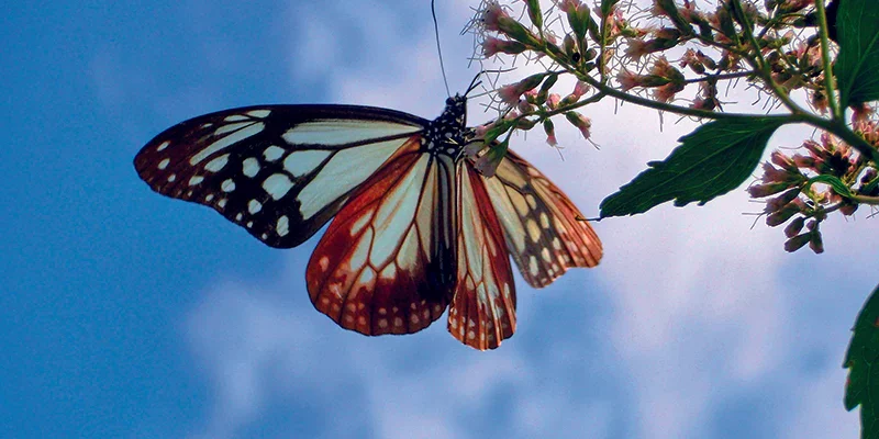 papillon-dans-ciel